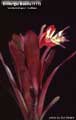 Billbergia Beadle #1172