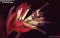 Billbergia Beadle #1172