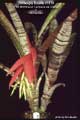 Billbergia Beadle #1179