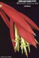 Billbergia Beadle #1179