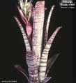 Billbergia Beadle #1189