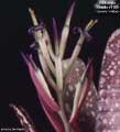 Billbergia Beadle #1189