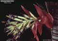 Billbergia Beadle #1189