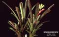 Billbergia Beadle #1194