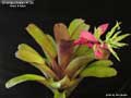 Billbergia Beadle #1204