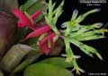 Billbergia Beadle #1204