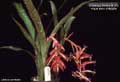 Billbergia Beadle #1209