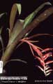 Billbergia Beadle #1209
