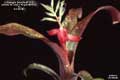Billbergia Beadle #1213
