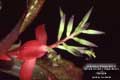 Billbergia Beadle #1213
