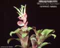 Billbergia Beadle #1215