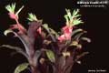 Billbergia Beadle #1219