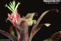 Billbergia Beadle #1219