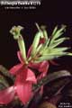 Billbergia Beadle #1219
