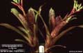 Billbergia Beadle #1220