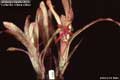 Billbergia Beadle #1222
