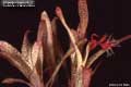 Billbergia Beadle #1222