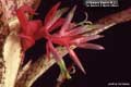 Billbergia Beadle #1222