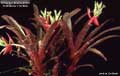 Billbergia Beadle #1228