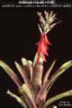 Billbergia Beadle #1240