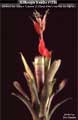 Billbergia Beadle #1240