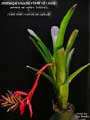 Billbergia Beadle #1240 #2 clone