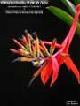 Billbergia Beadle #1240 #2 clone