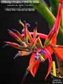 Billbergia Beadle #1240 #2 clone