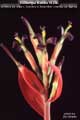Billbergia Beadle #1240