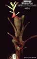 Billbergia Beadle #1242
