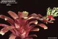 Billbergia Beadle #1251