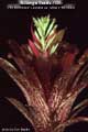 Billbergia Beadle #1251