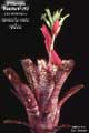 Billbergia Beadle #1252