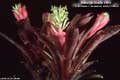 Billbergia Beadle #1252