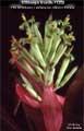 Billbergia Beadle #1252