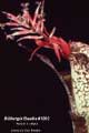 Billbergia Beadle #1262