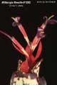 Billbergia Beadle #1262