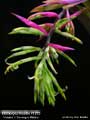 Billbergia Beadle #1275