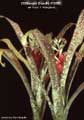 Billbergia Beadle #1290