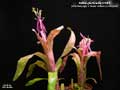 Billbergia Beadle #1301