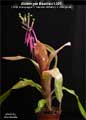 Billbergia Beadle #1301