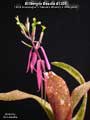 Billbergia Beadle #1301