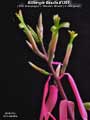 Billbergia Beadle #1301