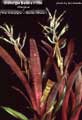 Billbergia Beadle #1303