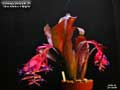 Billbergia Beadle #1306