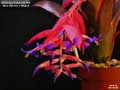 Billbergia Beadle #1306