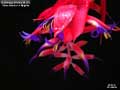 Billbergia Beadle #1306