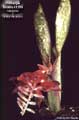 Billbergia Beadle #1308