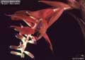 Billbergia Beadle #1308