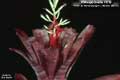 Billbergia Beadle #1310